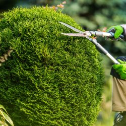 Backyard Garden Trees Trimming Job